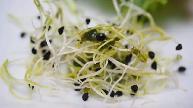 10 Side Effects of Alfalfa Sprouts
