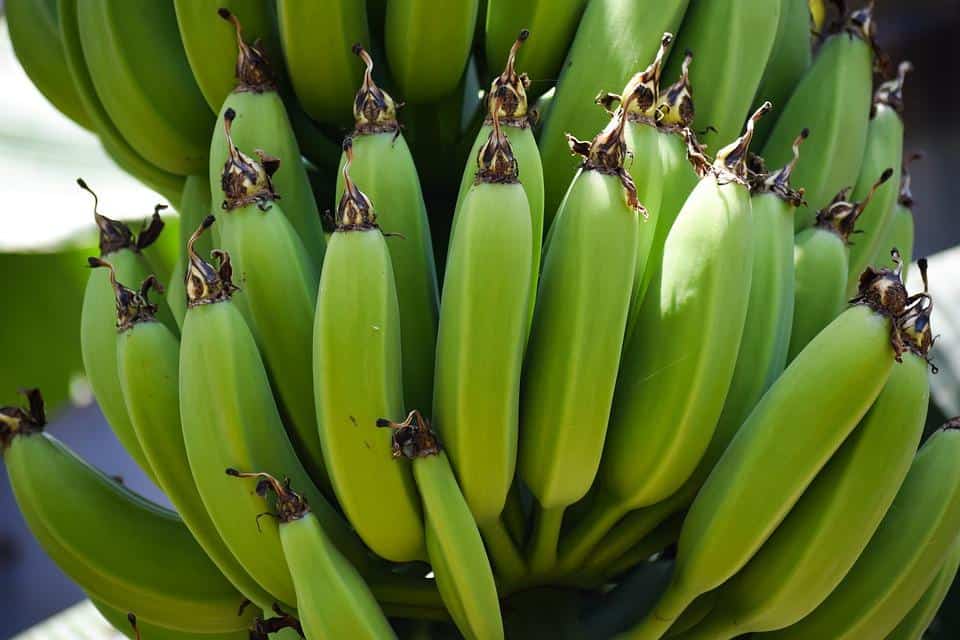 Green Banana Health Benefits