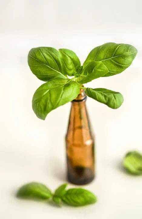 Beauty Benefits of Basil Oil For Skin And Hair