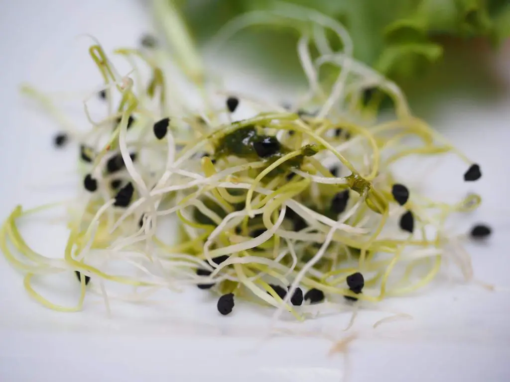 alfalfa sprouts side effects