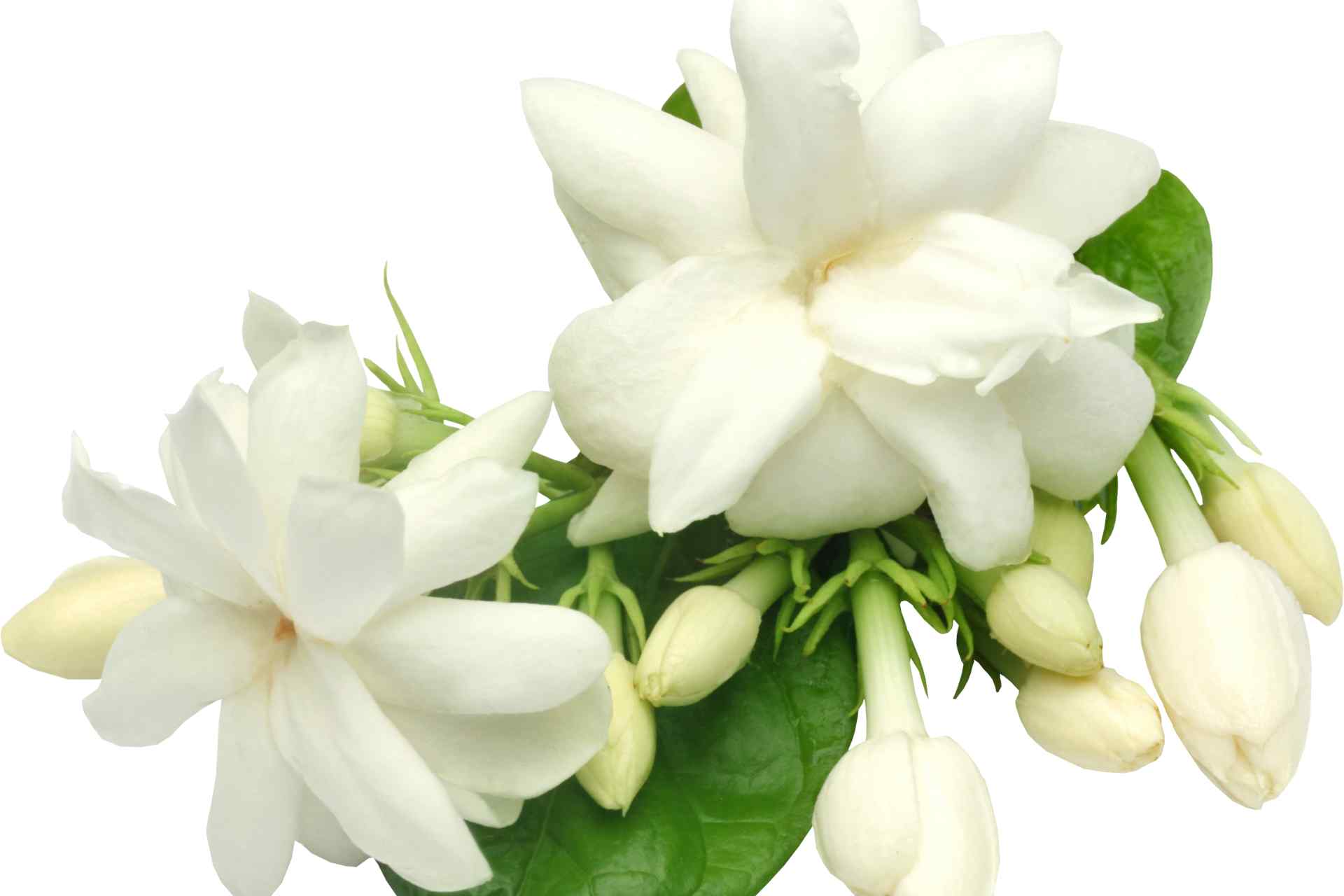 28 Amazing Benefits Of Arabian Jasmine