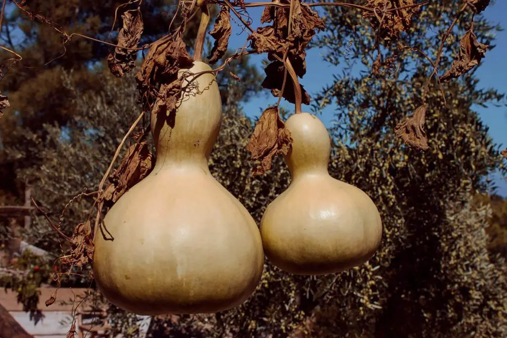 9-side-effects-of-eating-too-many-bottle-gourds