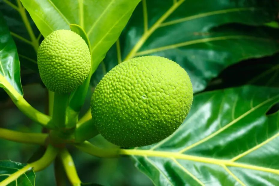 Breadfruit Health and beauty benefits