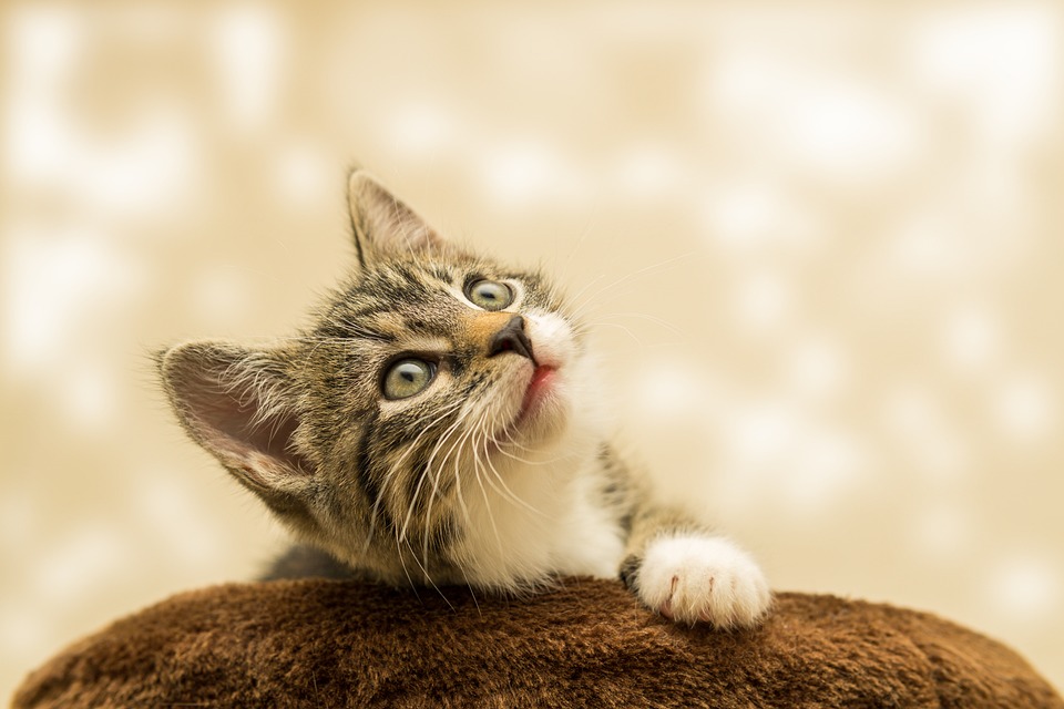 Four Things To Know About Giving CBD To Cats