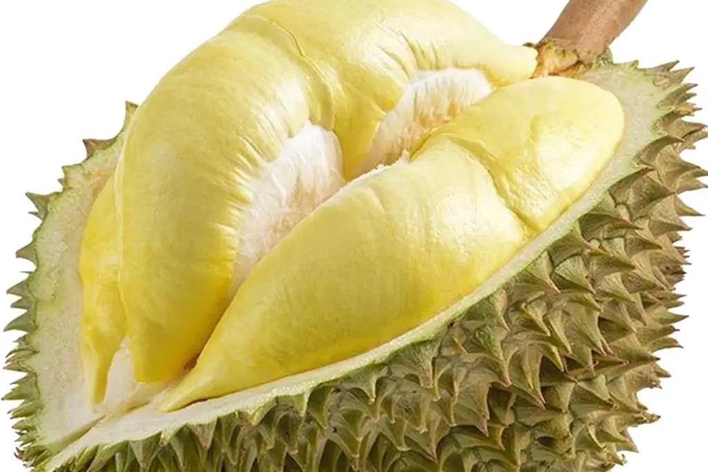 7 Major Side Effects Of Overeating Durian Fruit 0563