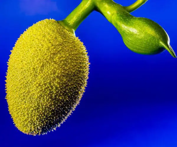 jackfruit benefits