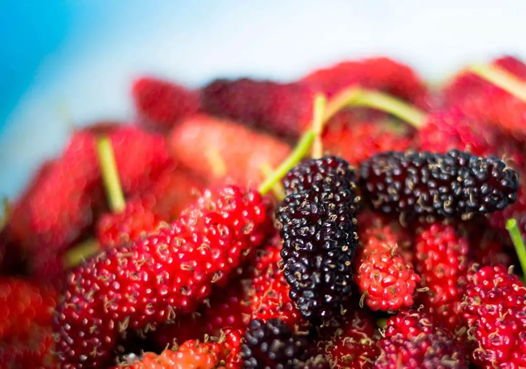 mulberries side effects