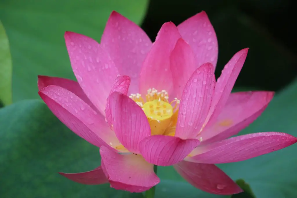 18 Benefits of Lotus Flower