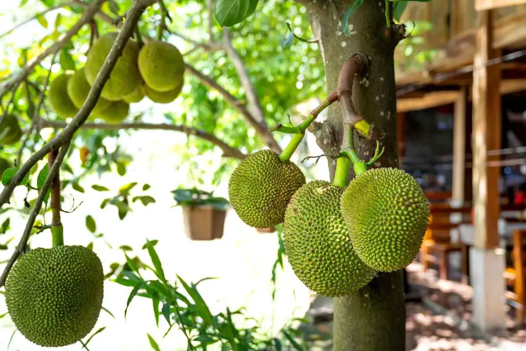 8 jackfruit seeds benefits