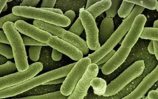 Pistachios And Bacterium Salomnella
