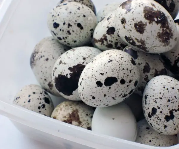 quail eggs side effects
