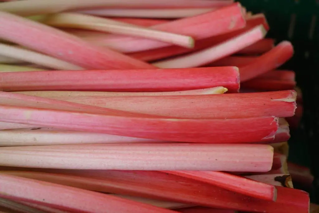 26 Major Benefits of Rhubarb