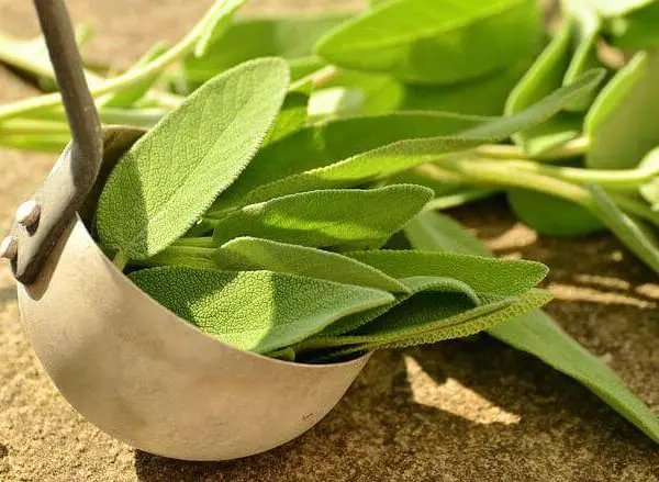 sage leaves benefits uses side effects