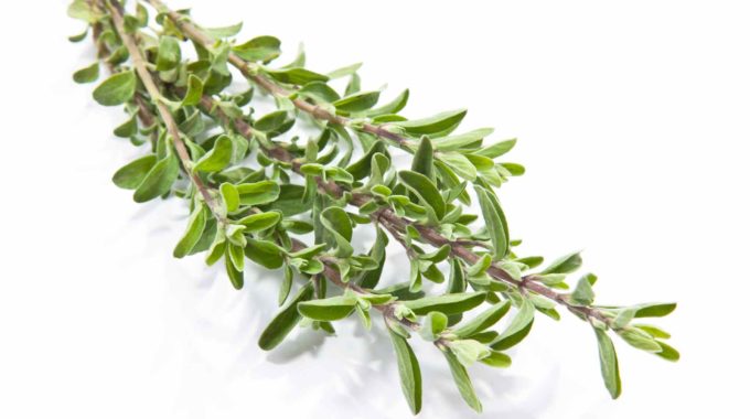 thyme benefits