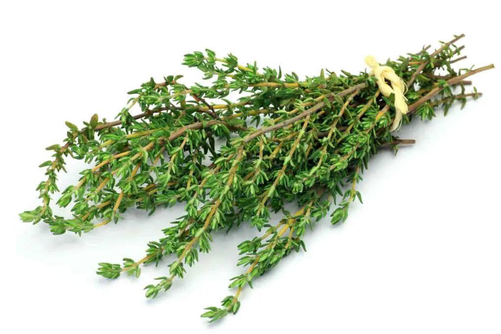 thyme side effects
