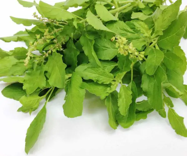 tulsi side effects