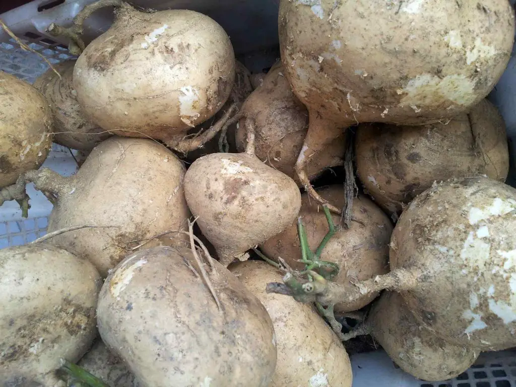 23 Benefits of White Sweet Potato